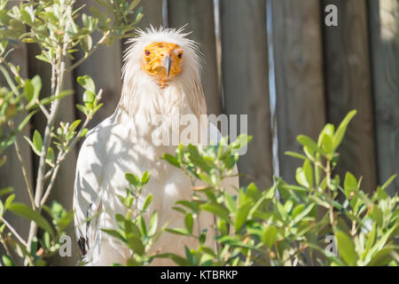 Alimoche on the branch of a tree, Neophron Precnopterus Stock Photo