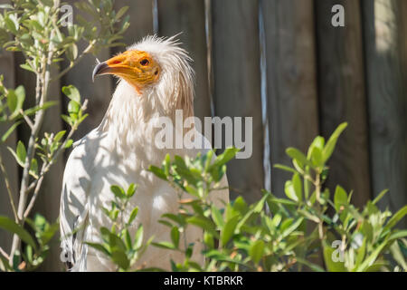 Alimoche on the branch of a tree, Neophron Precnopterus Stock Photo