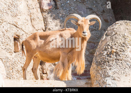 Atlas Muflon resting, Ammotragus lervia Stock Photo