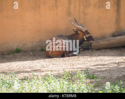 Bongo resting in the shade, Tragelaphus eurycerus Stock Photo