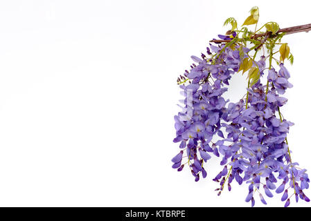 Wisteria flowers, green leaves border for an angle of page over a white background. decorative element Stock Photo