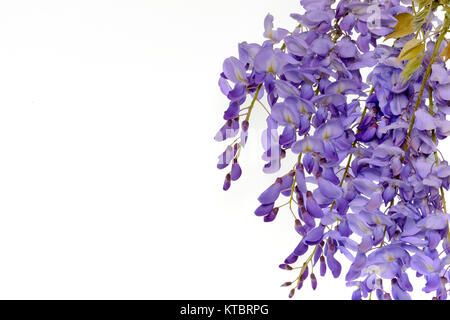 Wisteria flowers floral design element. Stock Photo