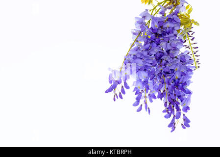 Wisteria flowers, green leaves border for an angle of page over a white background. decorative element Stock Photo