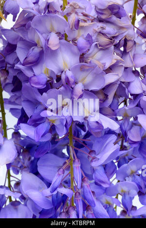 Wisteria flowers, green leaves border for an angle of page over a white background. decorative element Stock Photo