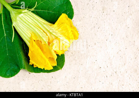 Pumpkin flower on wrapping paper Stock Photo