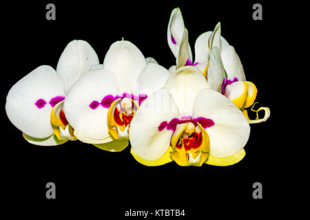 Phalaenopsis Orchid with Flowers on black Background Stock Photo