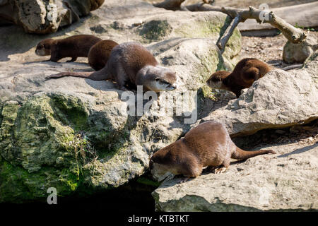 baby of European otter (Lutra lutra) Stock Photo