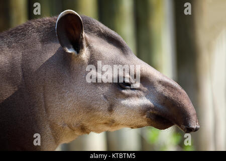 South American tapir (Tapirus terrestris) Stock Photo