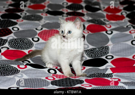 white kitten with blue eyes on a bed Stock Photo