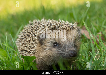 Junger Igel im herbstlichen Garten Stock Photo Alamy
