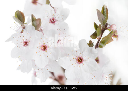Blüten einer Blutpflaume (Prunus cerasifera Nigra) Stock Photo