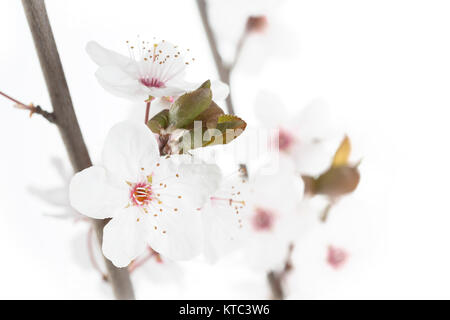 Blüten einer Blutpflaume (Prunus cerasifera Nigra) Stock Photo