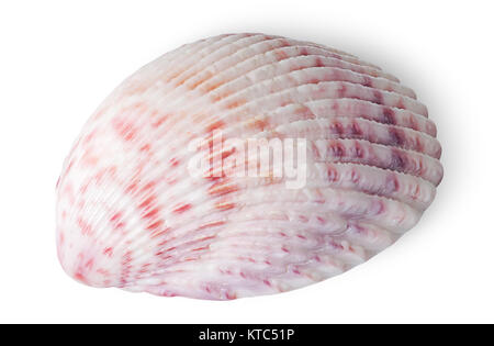 Half of seashell Stock Photo