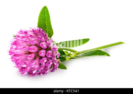 Clover flower with green leaves Stock Photo