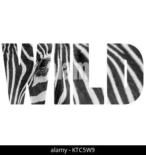 Word WILD zebre portrait Stock Photo