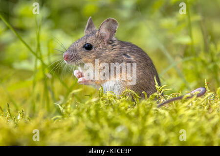 Cute wild Wood mouse (Apodemus sylvaticus) in green moss natural environment and looking in the camera Stock Photo