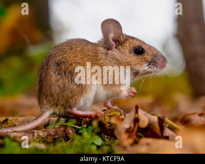 Yellow necked mouse (Apodemus flavicollis) seen from side in natural forest habitat Stock Photo