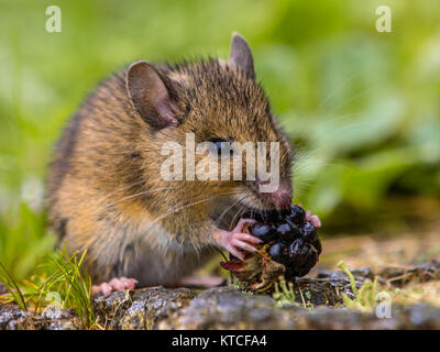 Wild wood mouse eating raspberry