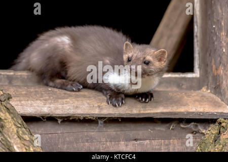 Beech Marten (Martes foina) also known as Stone Marten or House marten. resting and relaxing in window sill of barn Stock Photo