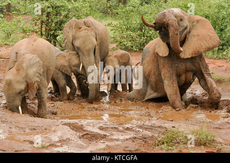 Elephant herd at natural waterhole drinking and scratching bodies in mud