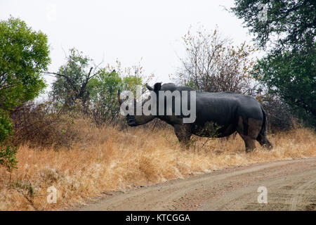 Rhino crossing the gravel road, standing next to the road in dry grass and staring around Stock Photo
