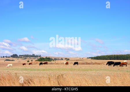 Cows on farmland feeding on old corn stalks with clear blue sky with white clouds, South africa Stock Photo