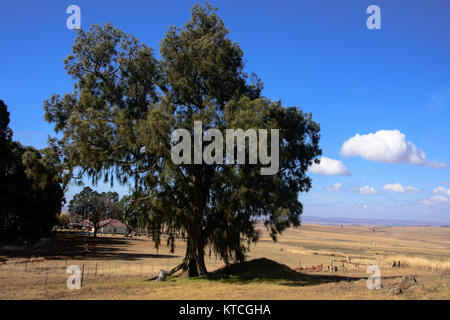 Farm with farm house and big trees around the settlement and vast open field Stock Photo