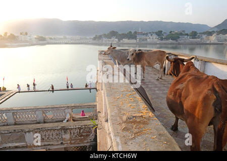 Cows at the Ghats, Pushkar Lake, Pushkar, Rajasthan, India Stock Photo