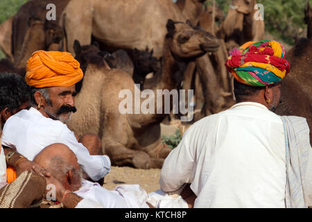 Traders and livestock at The Pushkar Camel Fair, Pushkar,Rajasthan, India Stock Photo