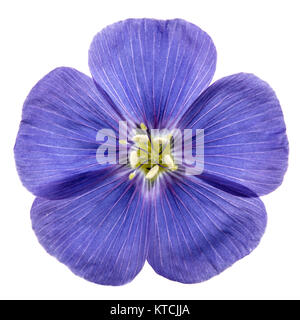 Blue flower of flax, isolated on white background Stock Photo