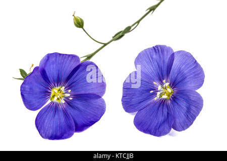 Blue flowers of flax, isolated on white background Stock Photo
