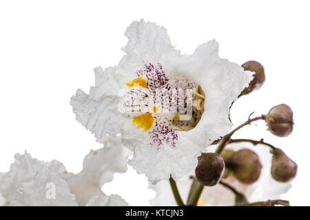 Flower of tree Catalpa, lat. Catalpa speciosa, isolated on white background Stock Photo