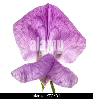 Flowers of sweet pea, isolated on white background Stock Photo