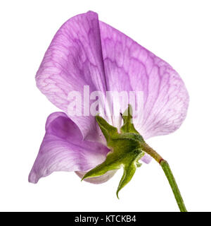 Flowers of sweet pea, isolated on white background Stock Photo