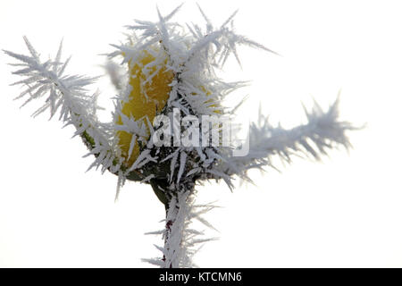 Yellow rose bud covered with morning frost in winter, isolated on white background Stock Photo