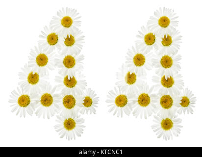 Arabic numeral 44, forty four, from white flowers of chamomile, isolated on white background Stock Photo