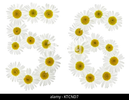 Arabic numeral 56, fifty six, from white flowers of chamomile, isolated on white background Stock Photo