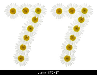 Arabic numeral 77, seventy seven, from white flowers of chamomile, isolated on white background Stock Photo