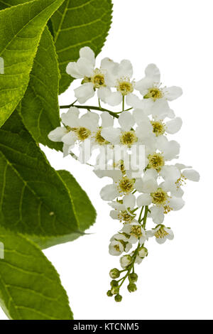 Flowering  of bird cherry tree, isolated on white background Stock Photo