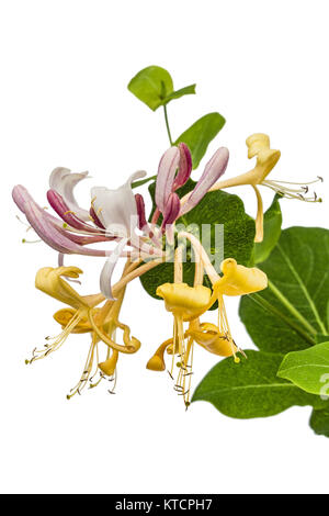Flowers of honeysuckle, lat. Lonicera caprifolium, isolated on white background Stock Photo
