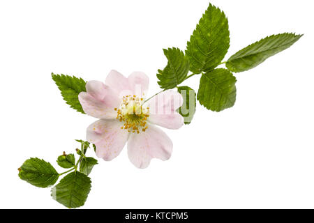 Flower of wild rose, isolated on white background Stock Photo