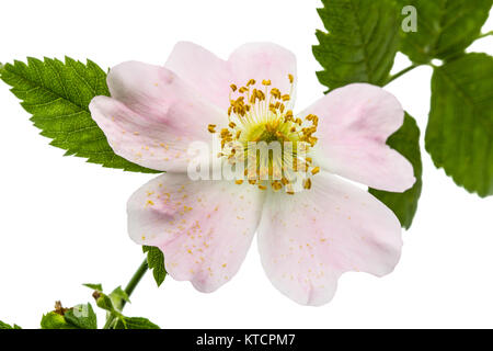 Flower of wild rose, isolated on white background Stock Photo