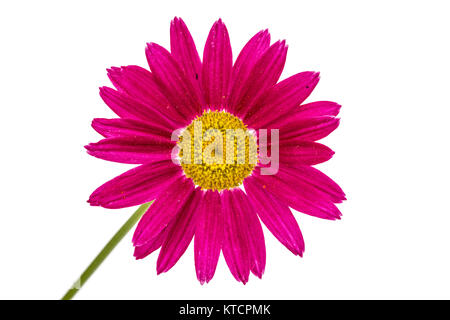 Flower of pyrethrum, isolated on white background Stock Photo