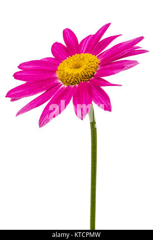 Flower of pyrethrum, isolated on white background Stock Photo