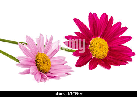 Flowers of pyrethrum, isolated on white background Stock Photo