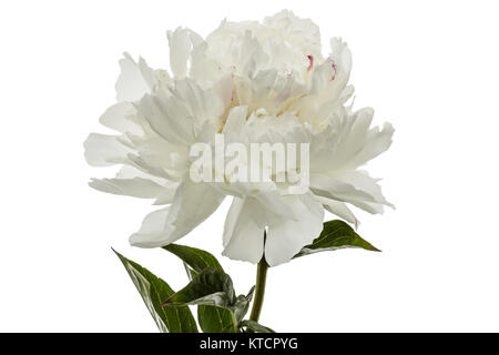 White flower of peony, lat. Paeonia, isolated on white background Stock Photo