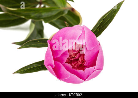 Rose flower of peony, lat. Paeonia, isolated on white background Stock Photo