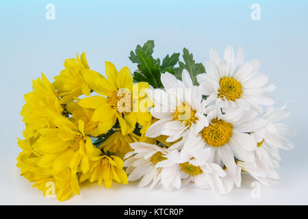 Bouquet of chamomiles, isolated on white background Stock Photo