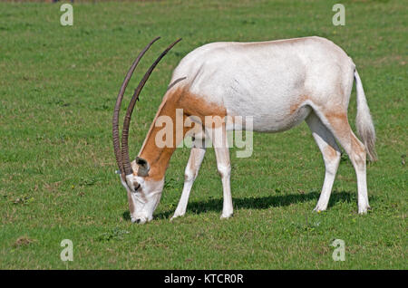 Scimitar-Horned Oryx, Oryx Dammah, Africa, Captive, Stock Photo