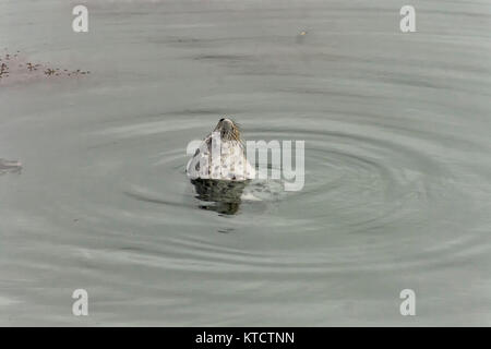 seal and ripples in water point lobos nature reserve, Carmel, California, United States Stock Photo